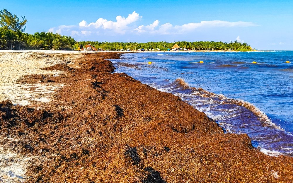 sargasso seaweed on the shore