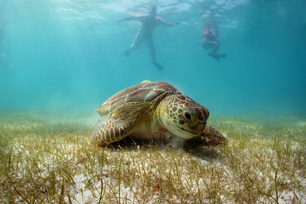 divers swimming with turtles in Playa Akumal