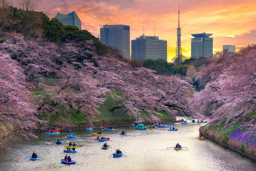 paddleboaters on a river during the cherry blossom season in Tokyo Japan