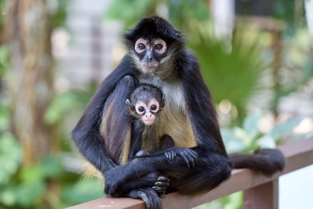 mama and baby monkey