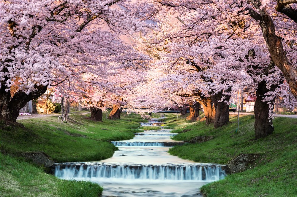 cherry blossoms in Japan over a water fall