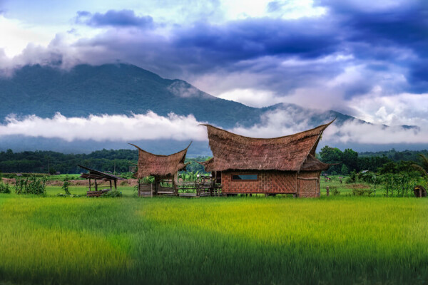 Northern Thailand rice paddies