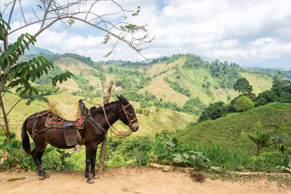 horse in front of coffee hills of Colombia