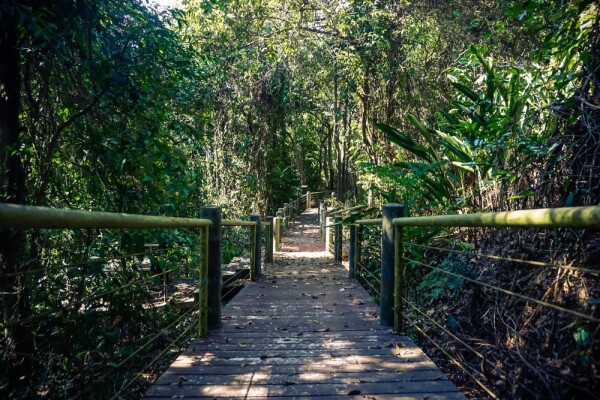 jungle running trail in Phuket